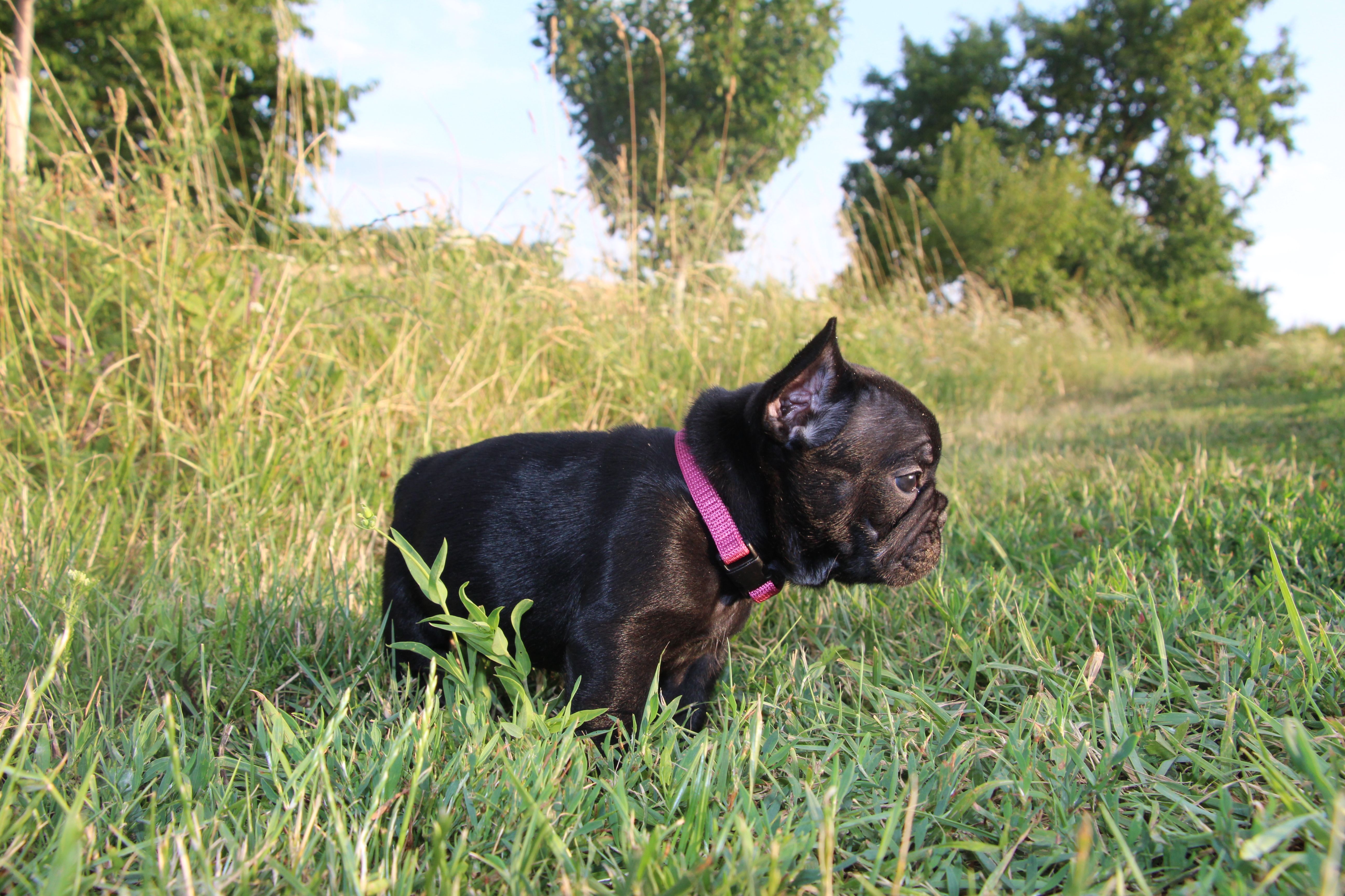 <svg class='purple'></svg> <b> Magic Molly</b> <svg class='purple'></svg>